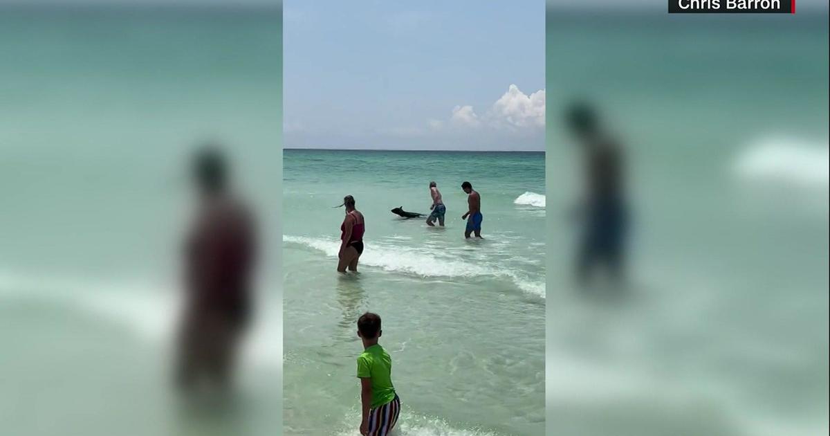 Bear tends to make summer season splash on Florida seashore