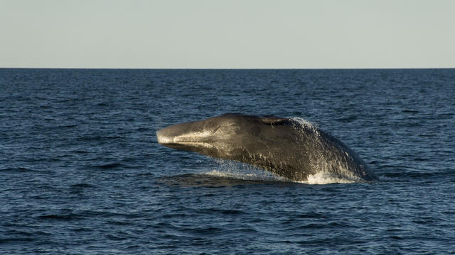 Sperm whale. (Physeter macrocephalus). A breaching sperm whale showing its underside and mouth. Gulf of California. 