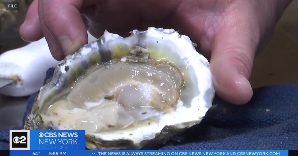 Global warming could increase cases of deadly bacteria in oysters - CBS ...