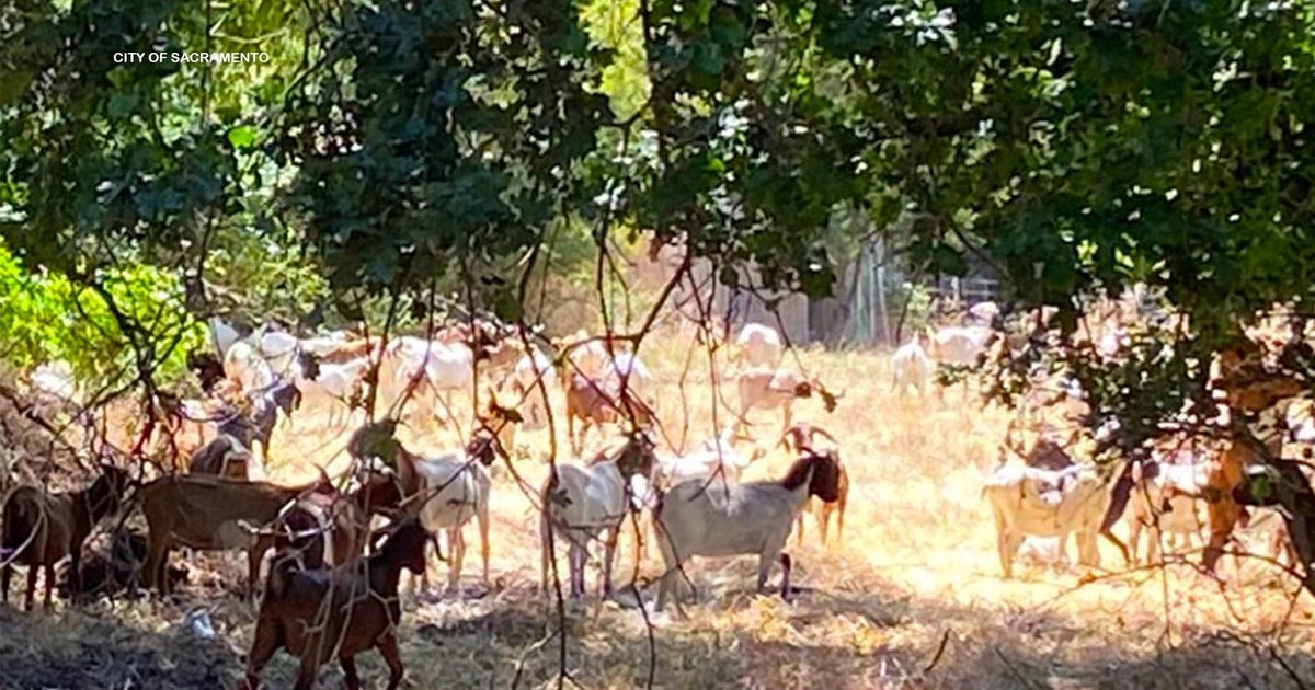 400+ hungry goats and sheep head to Sacramento's Chorley Park for fire