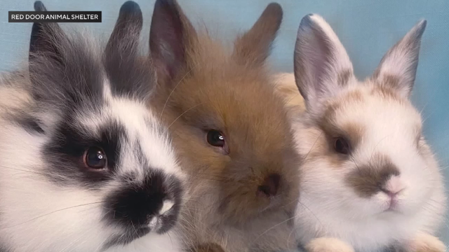 baby-rabbits-rescued.png 