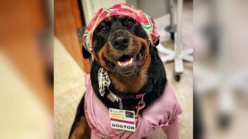 Loki, a 5-year-old Rottweiler, honored with "Dogtorate" from
University of Maryland Baltimore