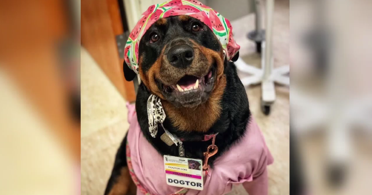 Loki, a 5-year-old Rottweiler, honored with "Dogtorate" from University of Maryland Baltimore - Vimarsana News
