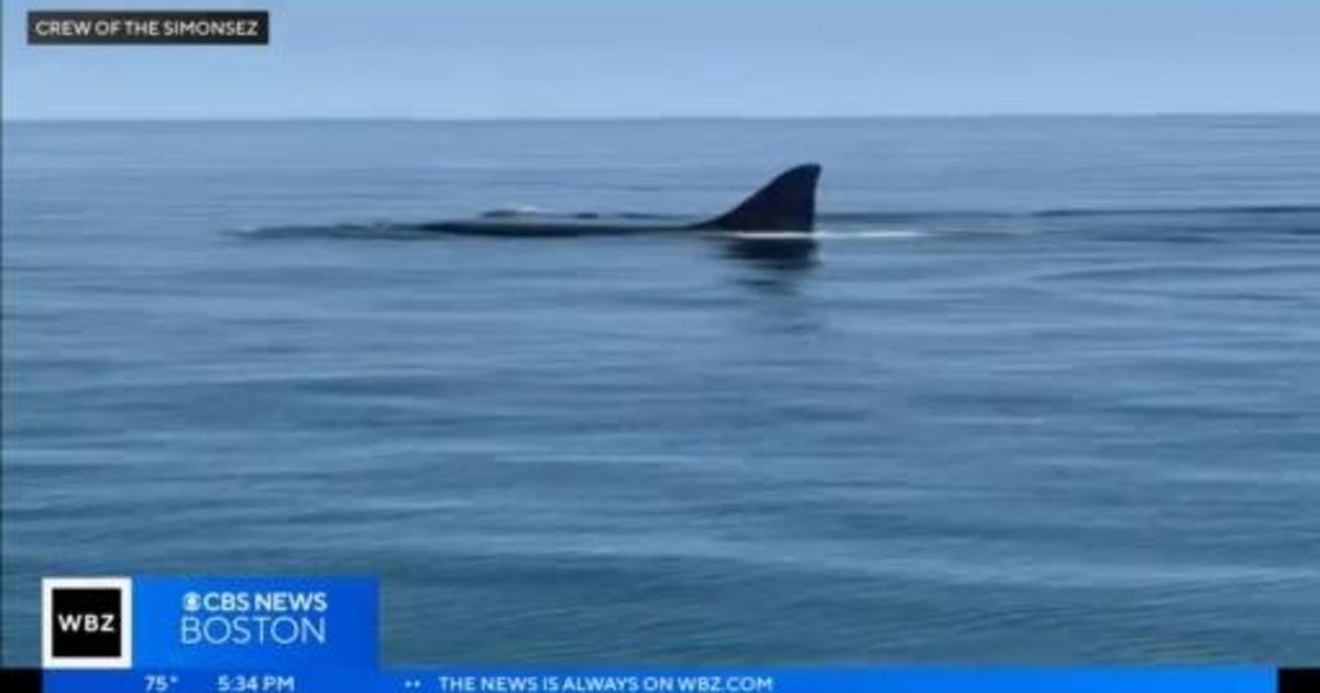 Gray whale spotted off Nantucket – NBC Boston