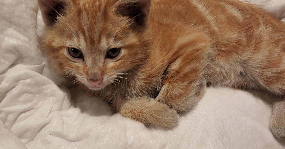 LA Animal Services offers free adoptions ahead of National Kitten Day - Vimarsana News