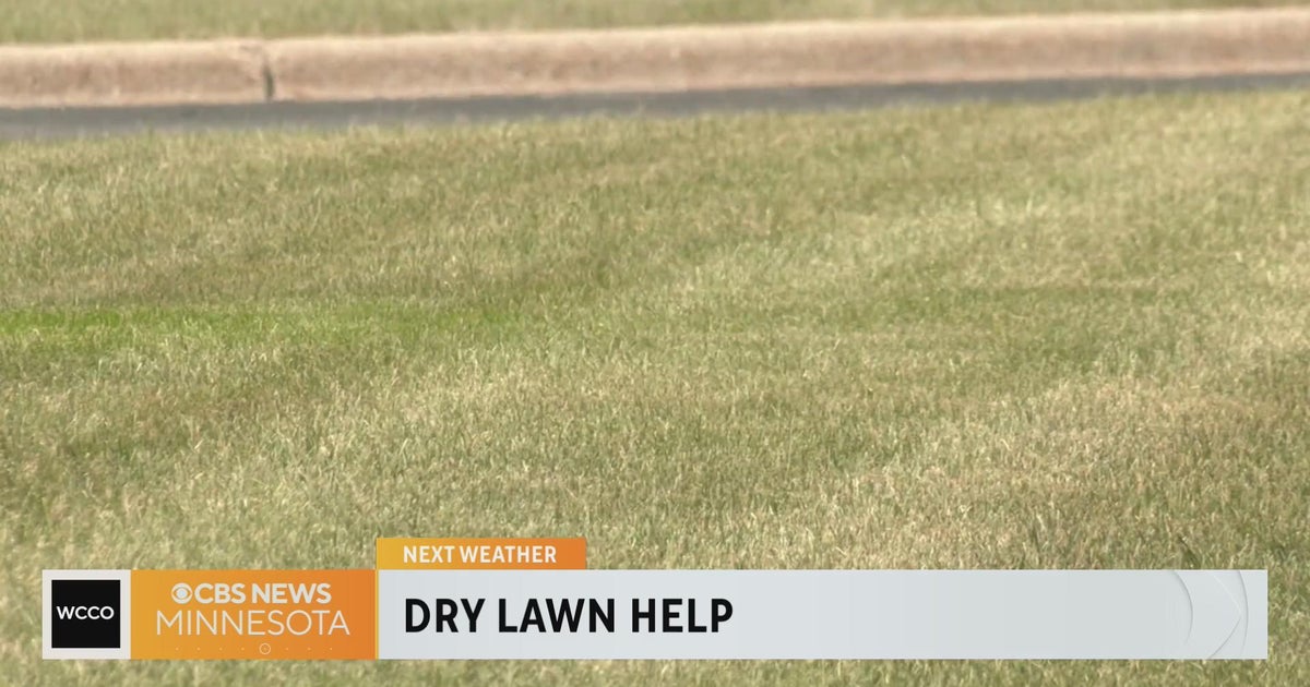 How to take care of your lawn while in a drought - CBS Minnesota
