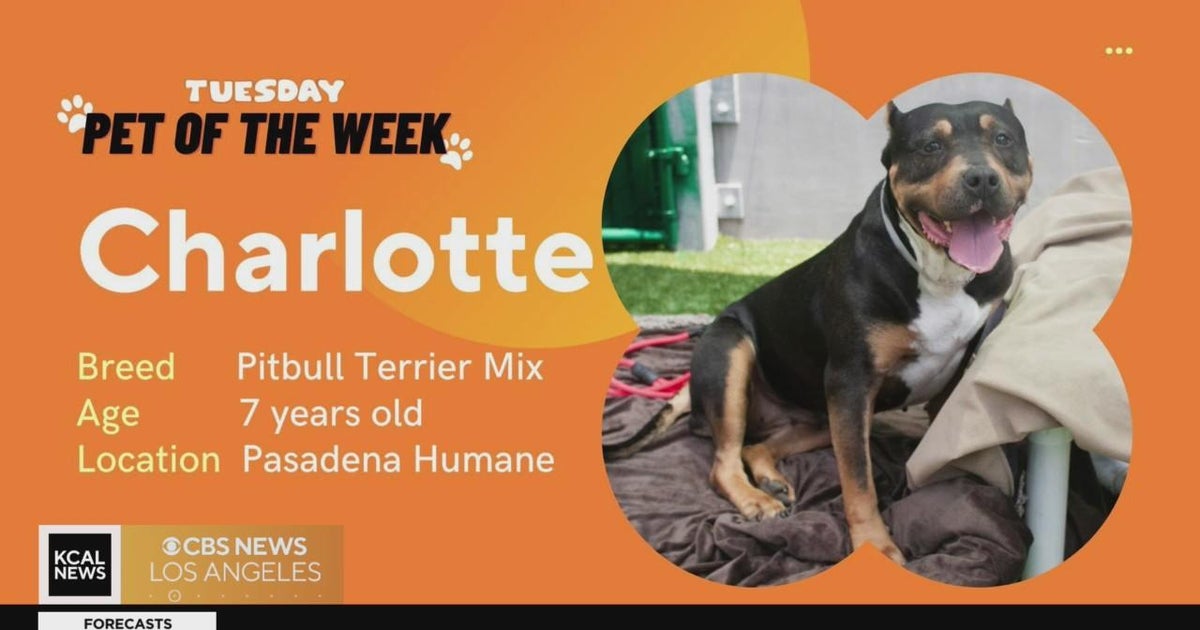 Pet of the Week: Charlotte, Pitbull Terrier mix - CBS Los Angeles