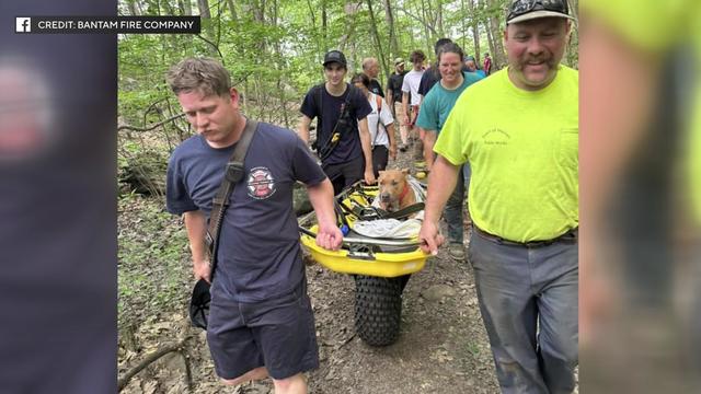 Fire company members carry a dog on a wheeled stretcher through a wooded area. 