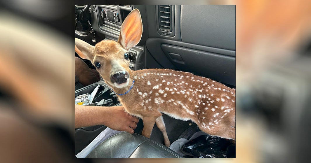The things we see Fawn found in passenger seat after driver pulled over for swerving