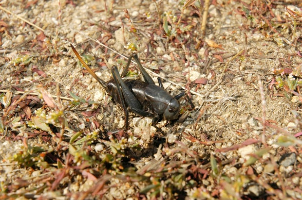 A Mormon cricket is seen in Idaho.