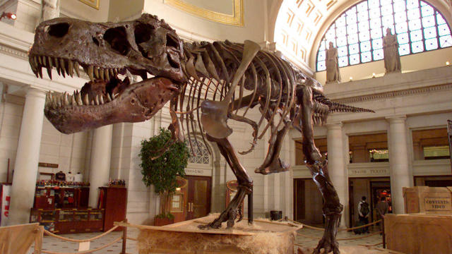 Sue the Tyrannosaurus Rex on Display in Washington D.C. 