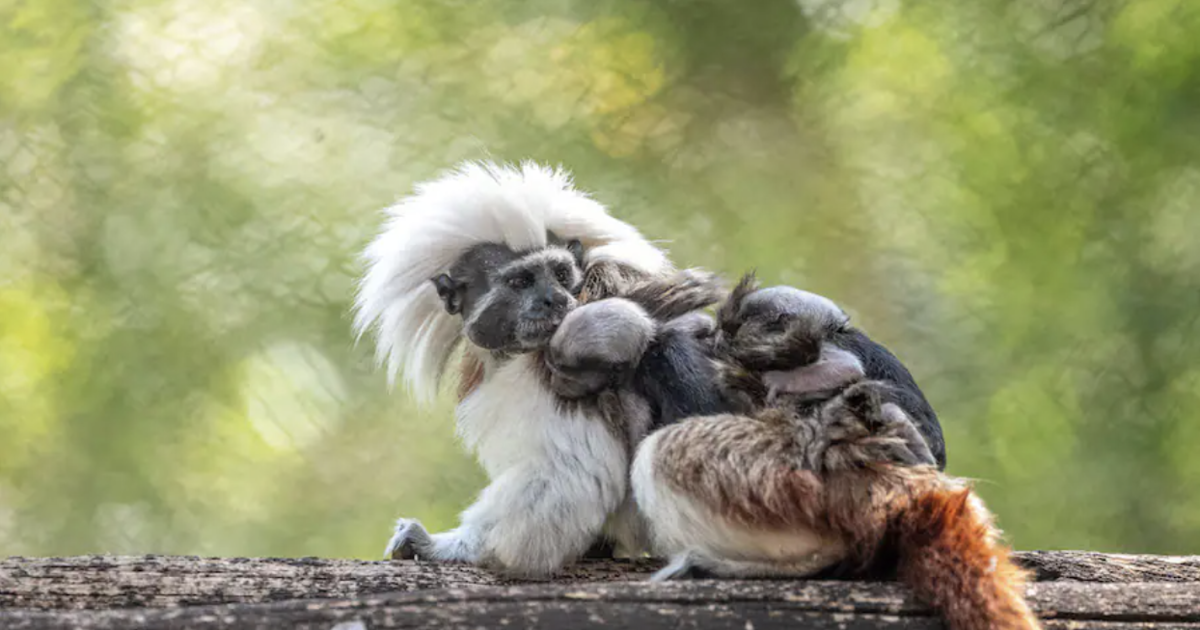 A pair of rare cotton-top tamarin monkeys were just born at Walt Disney  World : NPR
