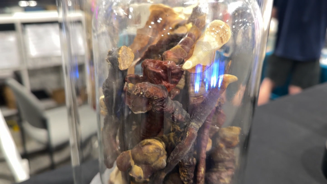 mushrooms.png 