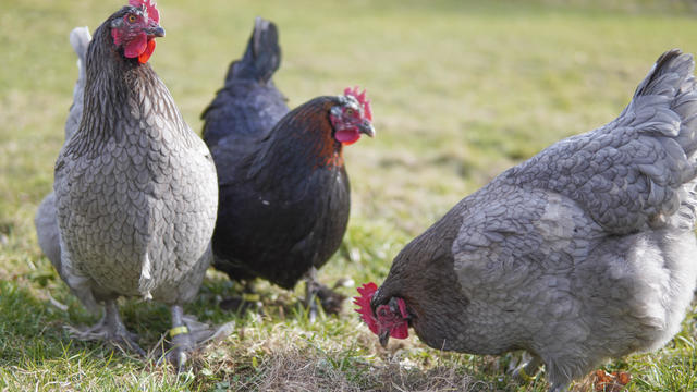 View of chickens relaxing together in pasture 