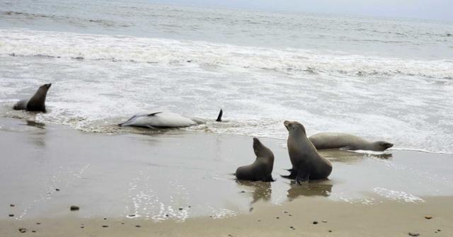 Seals Survive A Scare From Dead Mammals