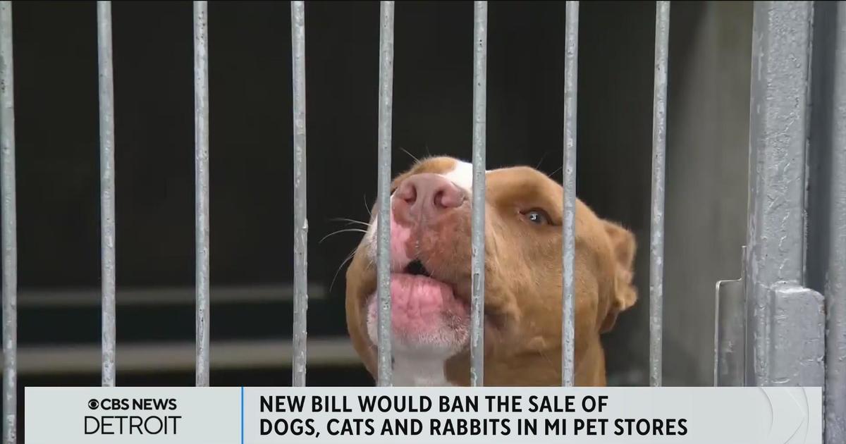 New York State Bans Pet Stores From Selling Dogs, Cats, Rabbits