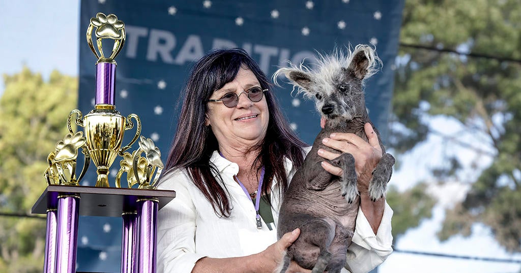 Scooter crowned Worlds Ugliest Dog in Petaluma Scooter crowned Worlds Ugliest Dog in Petaluma