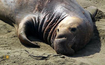 Extended Nature Video: Elephant seals in California 