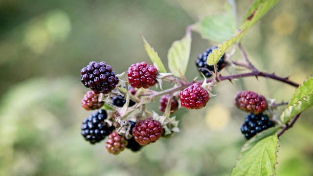 Purple Muscadine fruits on vine (Vitis Rotundifolia) 