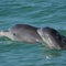 Dolphins use baby talk when communicating with calves, study finds