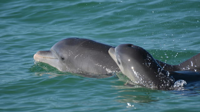 Dolphin Baby Talk 
