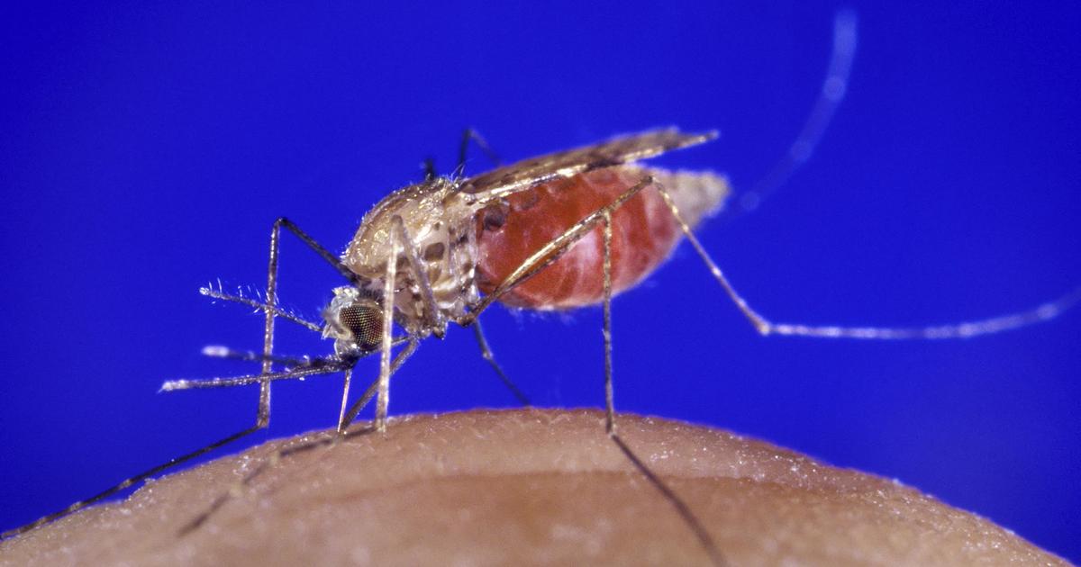 CDC警告说，佛罗里达州和得克萨斯州的疟疾病例是美国20年来首次出现本地感染病例