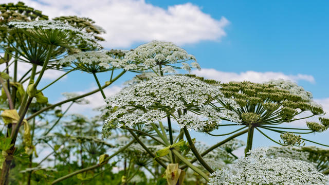Giant hogweed plant (cow parsnip) against blue sky 
