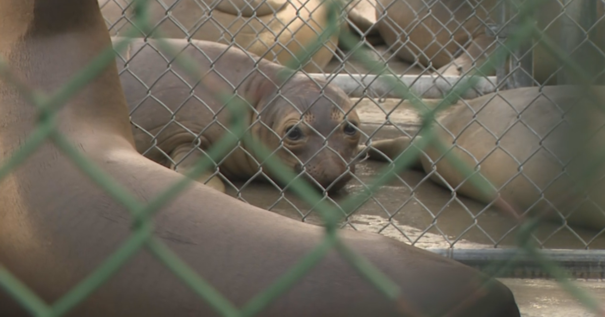 It's Time for the LA Angels to Stop Using Monkeys for