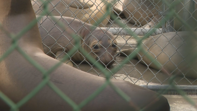 sea-lion-care-centers.png 