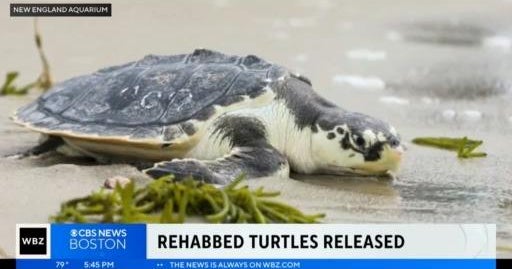 Rehabbed sea turtles released off Cape Cod CBS Boston