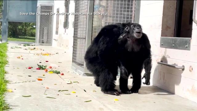 Chimpanzee Caged for 28 Years 'in Awe' After Seeing Sky 