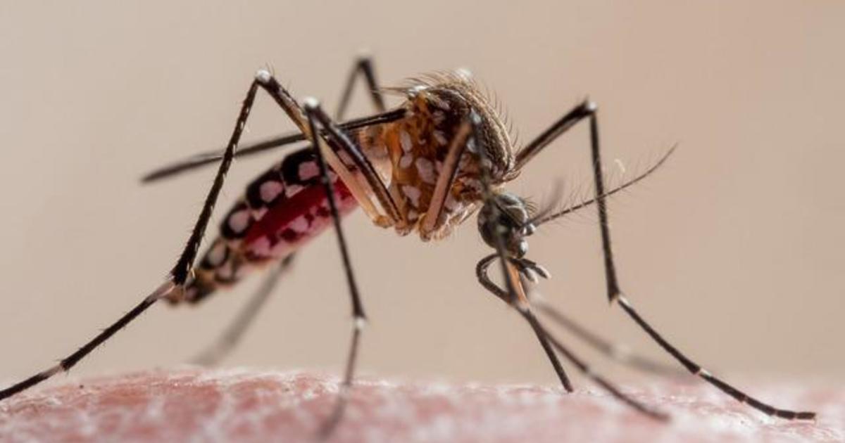 7th circumstance of regionally contracted malaria documented in Florida