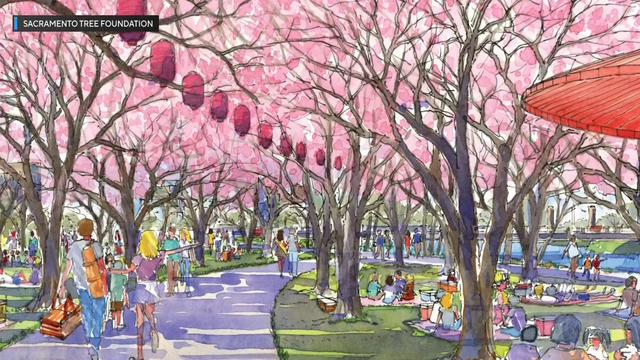 cherry-blossom-park.jpg 