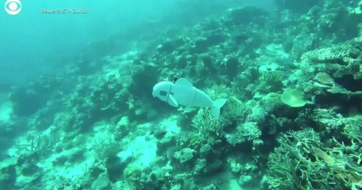 This robot fish is as silent as a spy — and could help