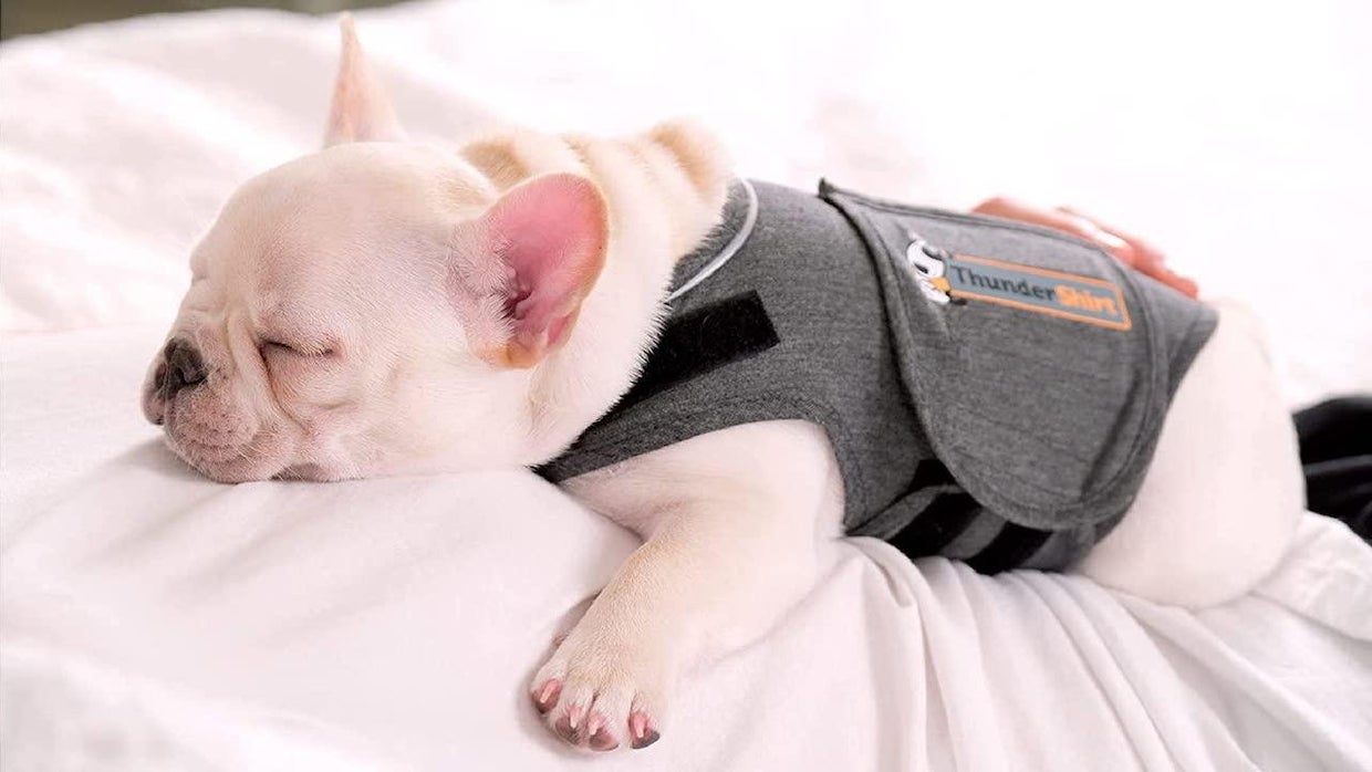 Best thunder shirts for dogs scared of fireworks CBS News