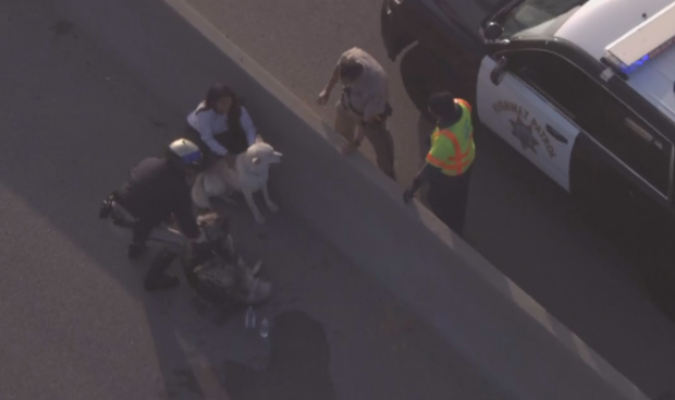 dogs-rescued-from-interstate.png 