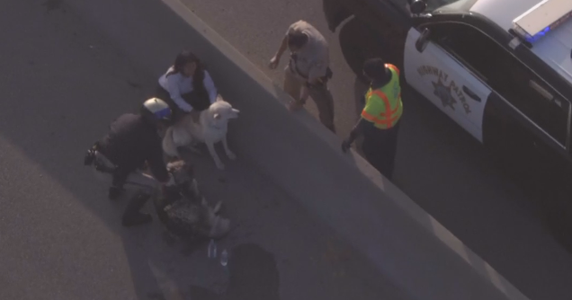 Three dogs rescued from center divider on 605 Freeway in Duarte - CBS ...