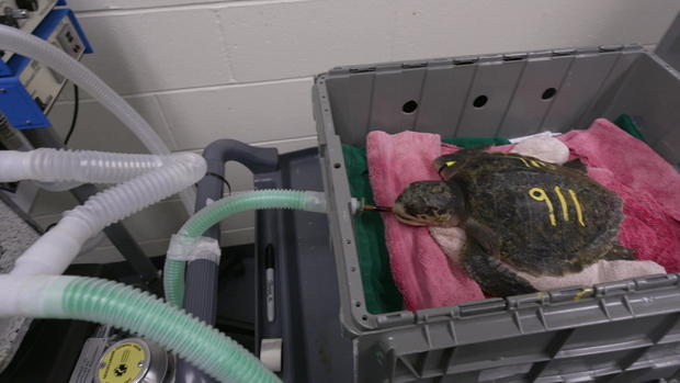 turtle-on-ventilator.jpg 