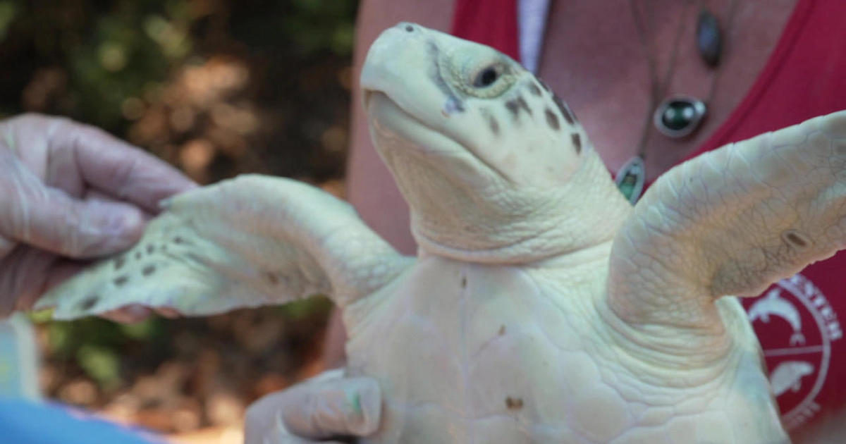More than 50 percent of all turtle species are threatened: New