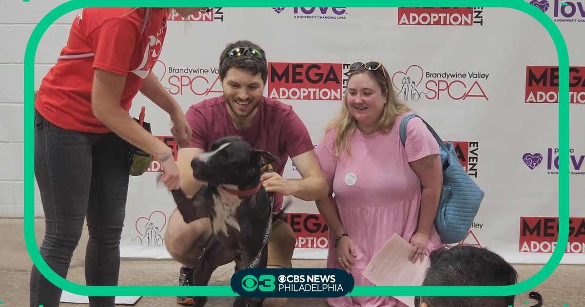 Brandywine Valley SPCA mega adoption event in Oaks, Montco CBS
