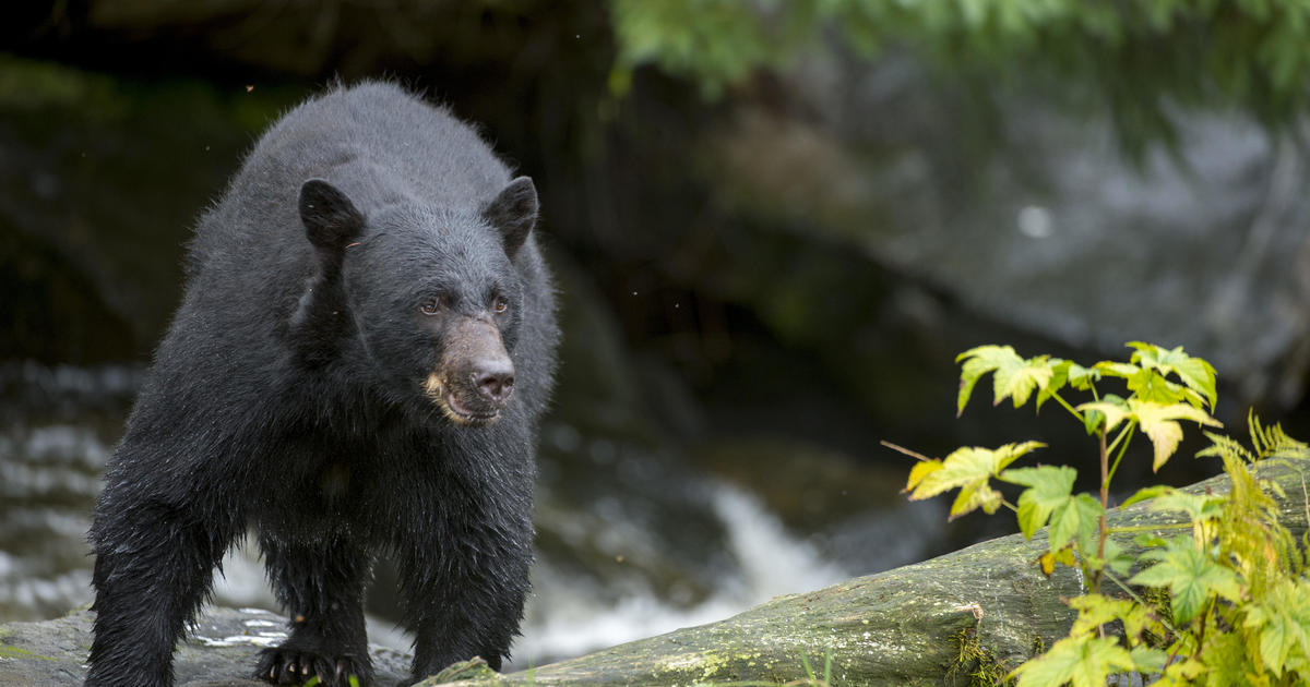 Man, woman wounded by bears in separate incidents after their dogs chased the bears