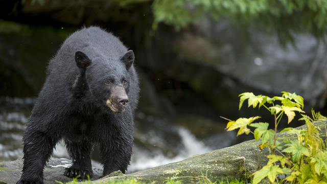 American black bear (Ursus americanus) at creek at Neets Bay 