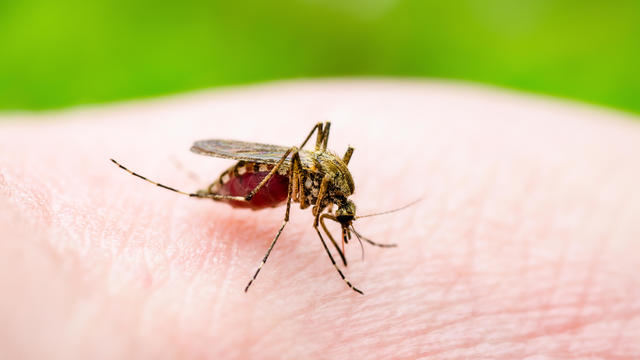 Dangerous Zika Infected Culex Mosquito Bite, Leishmaniasis, Encephalitis, Yellow Fever, Dengue, Mayaro Disease, Malaria, EEEV or EEE Virus Infectious Parasite Insect on Green Background 
