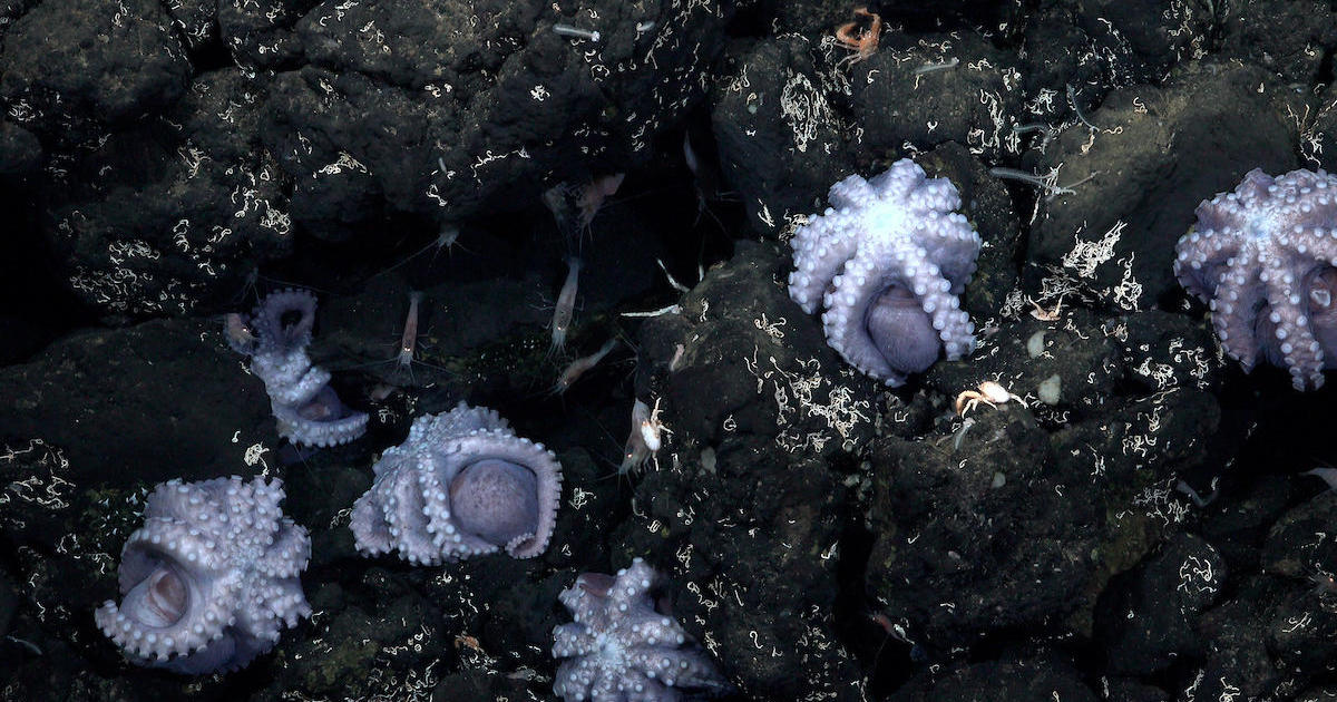 New species may have just been discovered in rare "octopus nursery" off Costa Rica