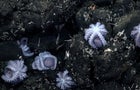 Newly found deep-sea octopus nursery 