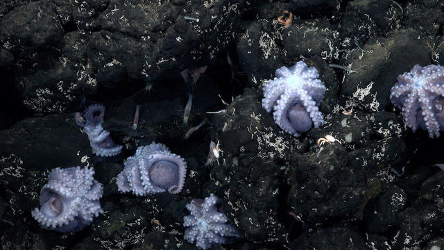 Newly found deep-sea octopus nursery 
