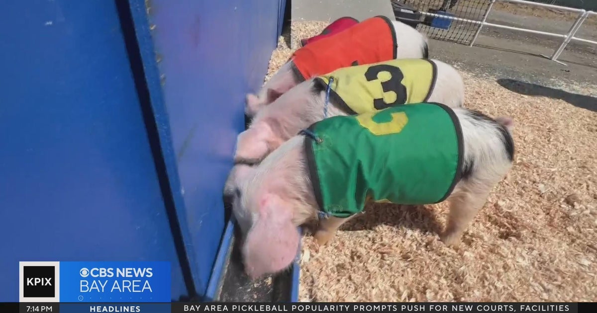 Racing pigs steal the show at Marin County Fair - CBS San Francisco
