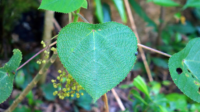 Stinger leaf 