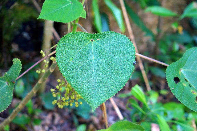 Stinger leaf 