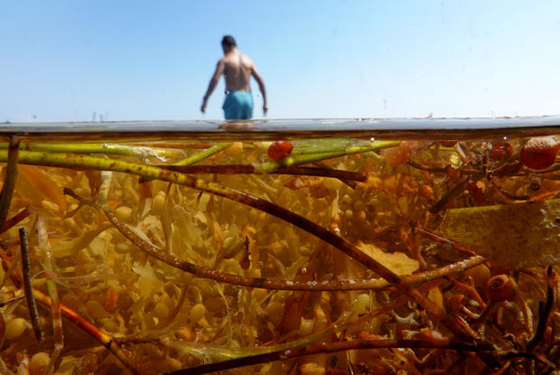 Huge Mass Of Sargassum Seaweed Floats To Key West Beaches 